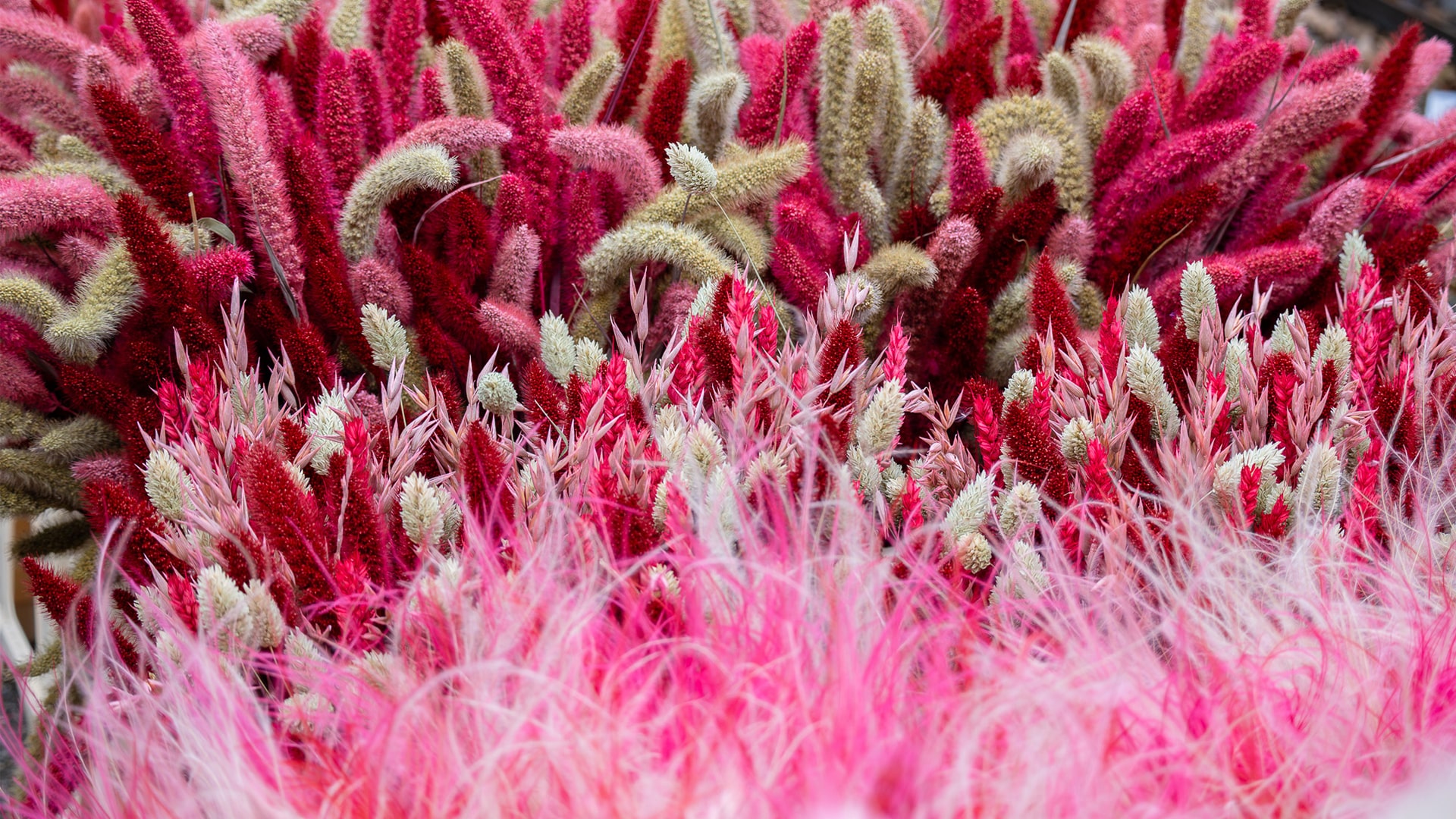 Nederlandse droogbloemen groothandel